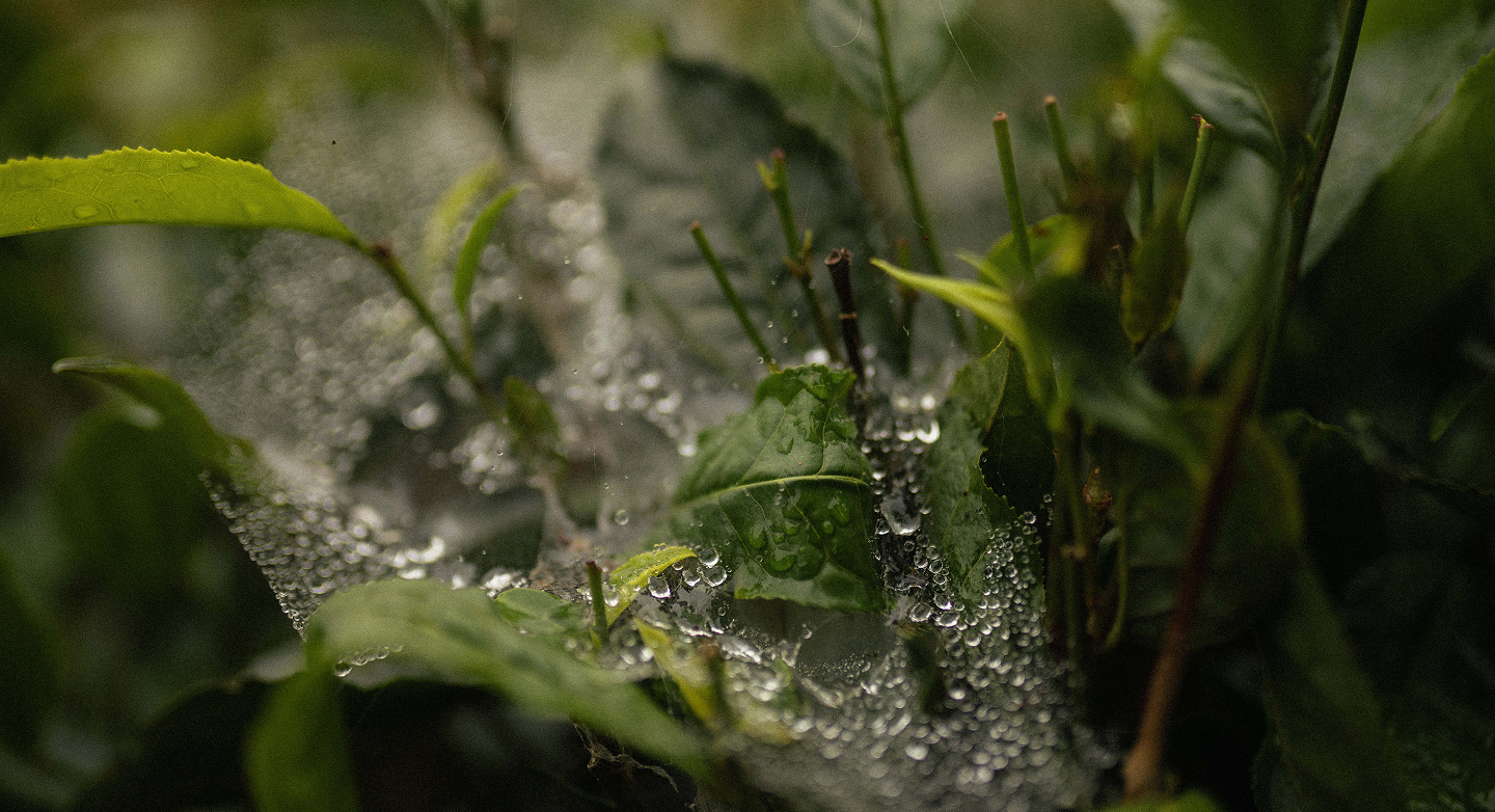 Ecosystem Impact