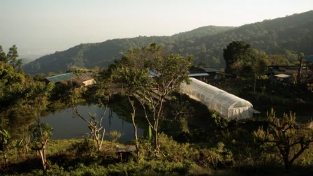 Reopening a tea factory