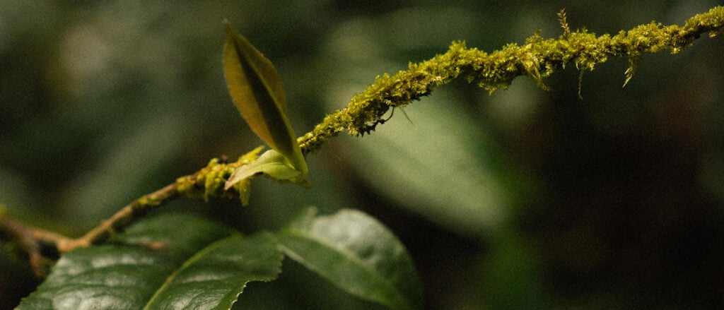 ชาที่ปกป้องผืนป่า