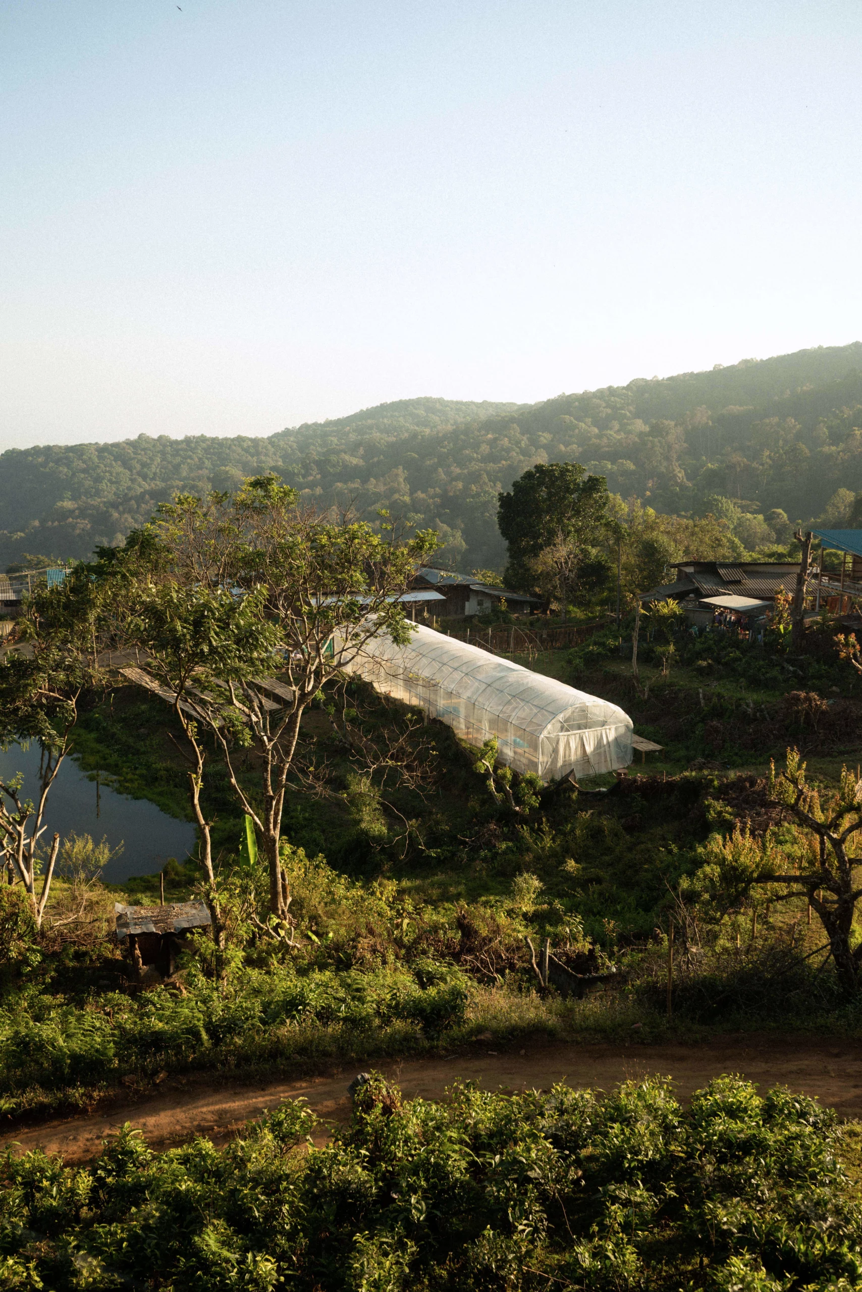 Reopening a tea factory