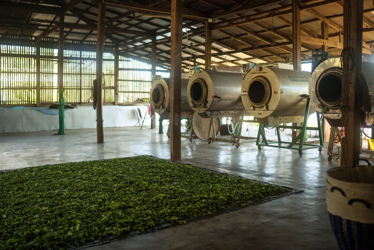 Reopening a tea factory