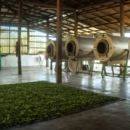 Tea blending workshop