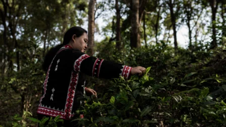 International Day of Forests