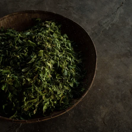 Kombucha workshop