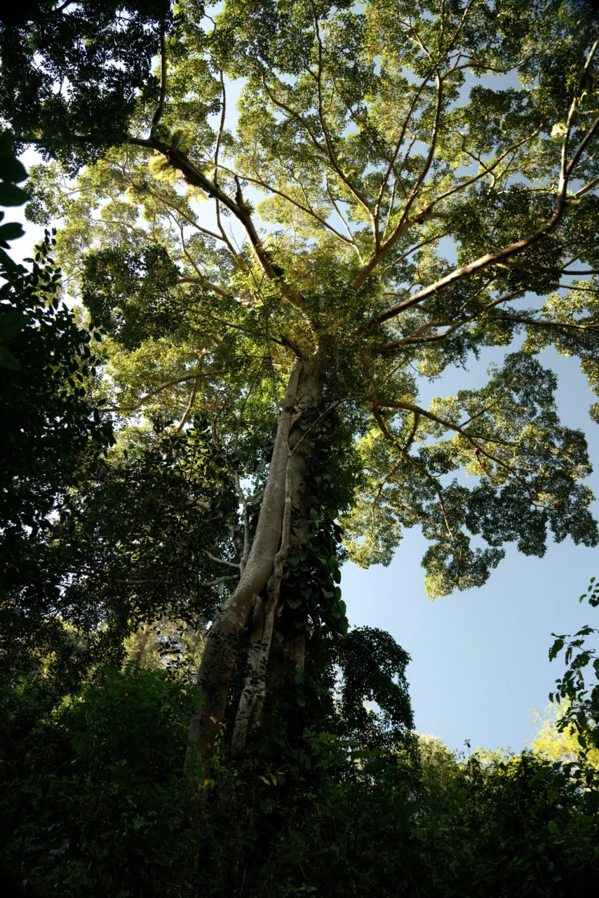 International Day of Forests