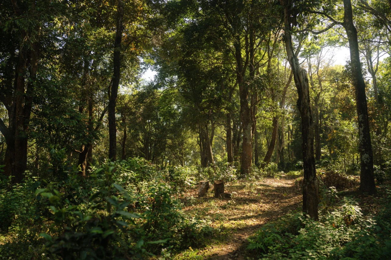 Celebrating The International Day of Forests