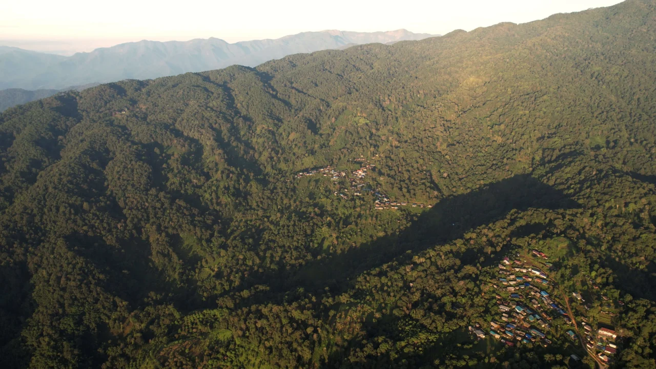 Celebrating The International Day of Forests