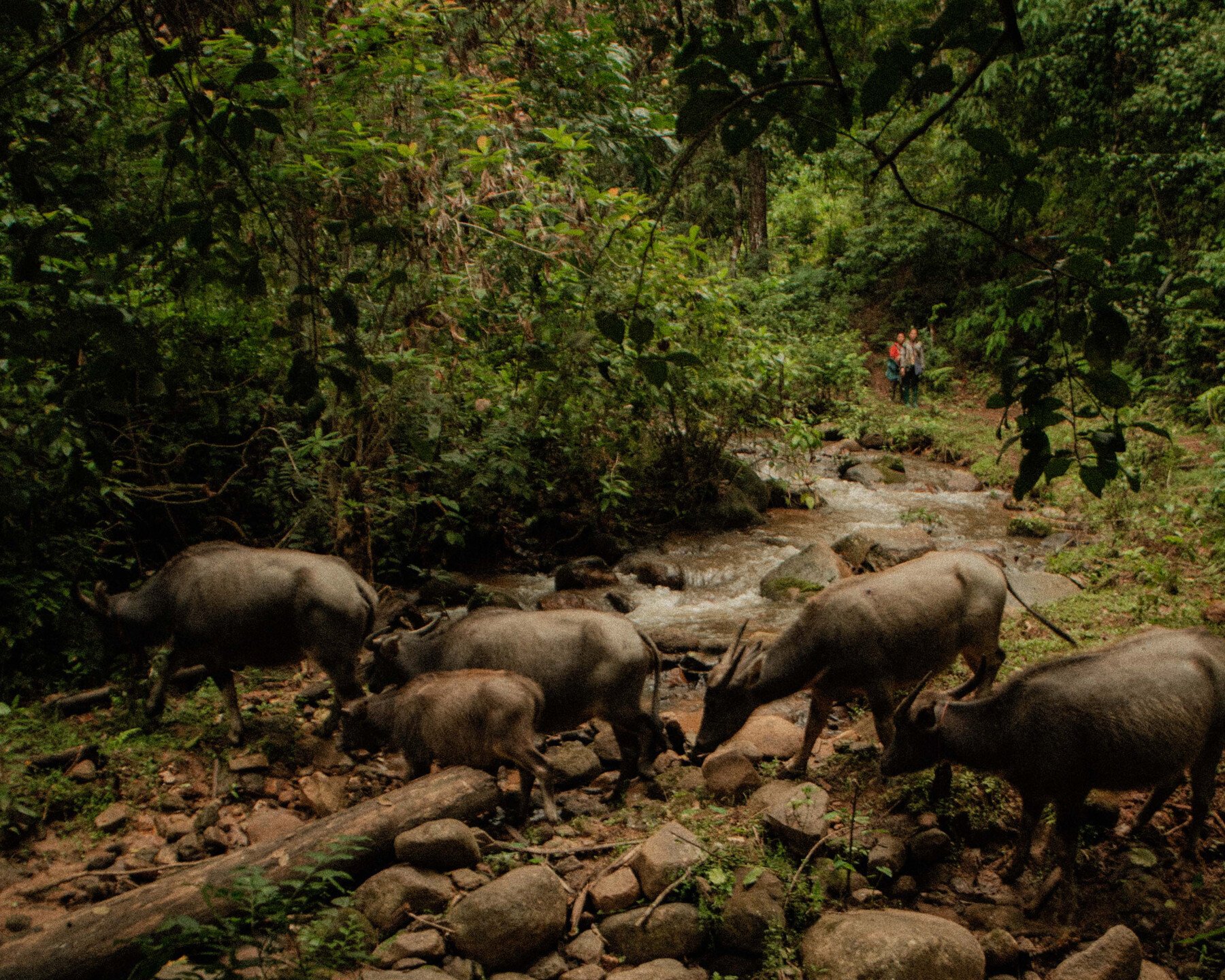 カレン族の村（Karen Village）
