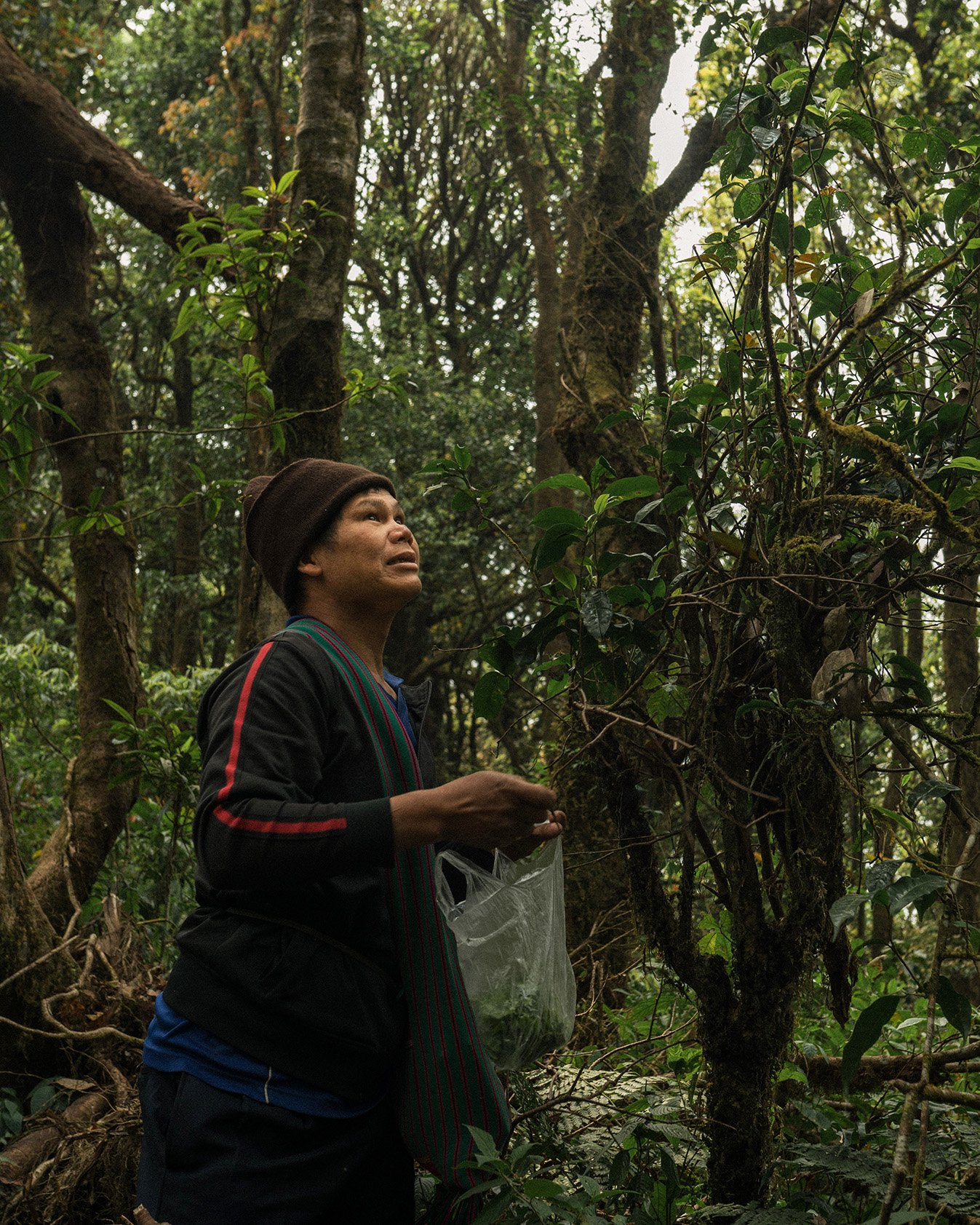 Jungle tea for website