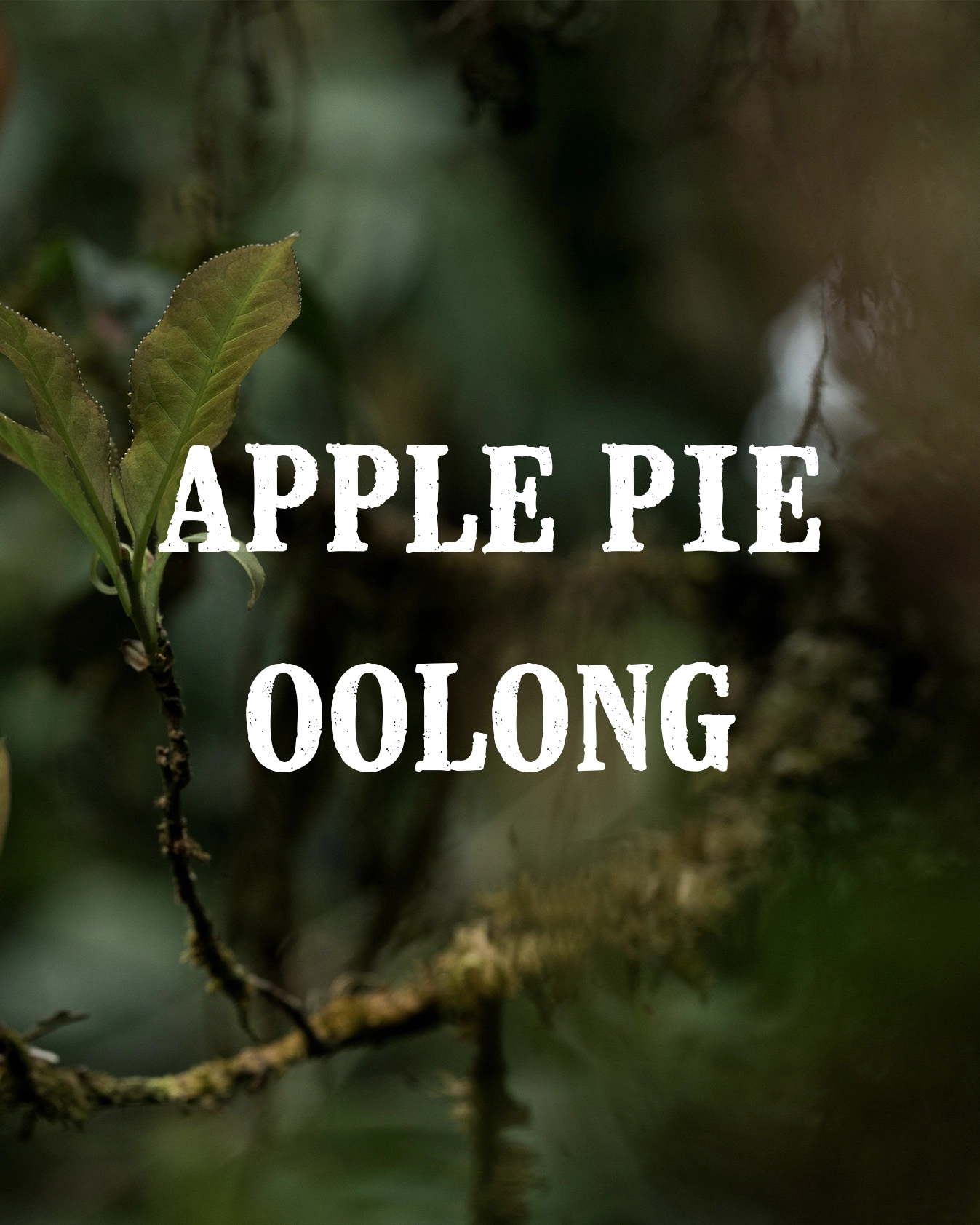 apple pie oolong gallery 2