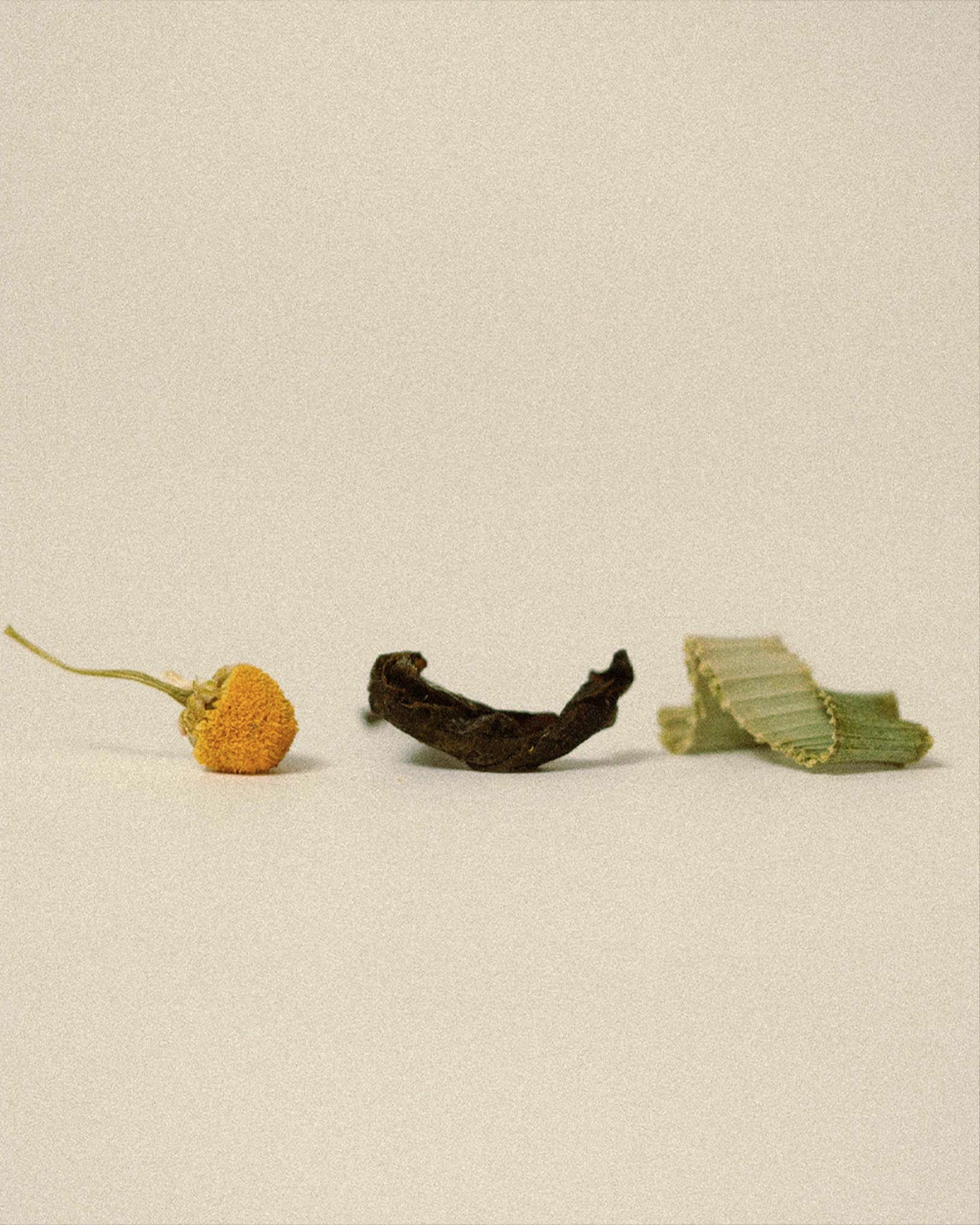 biodiversitea gallery 1