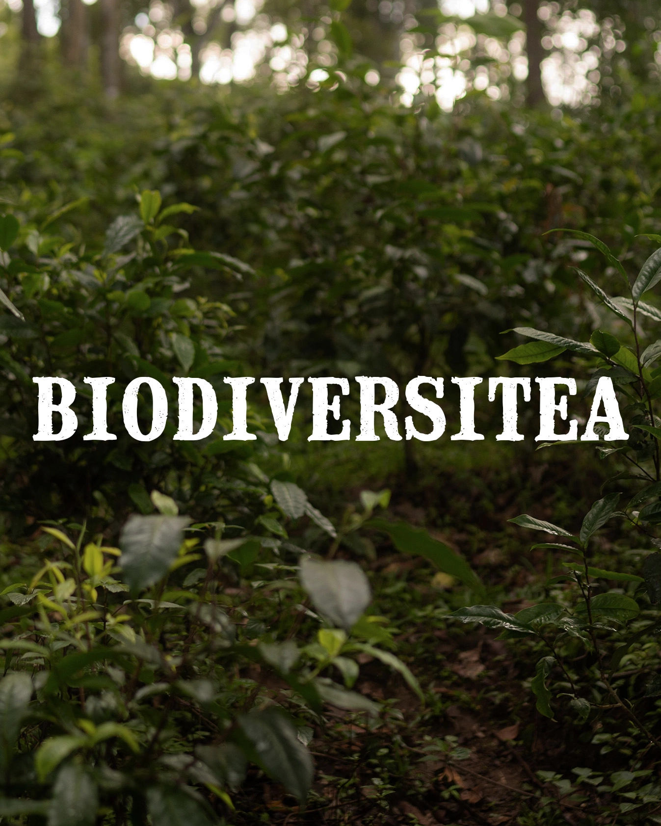 biodiversitea gallery 2