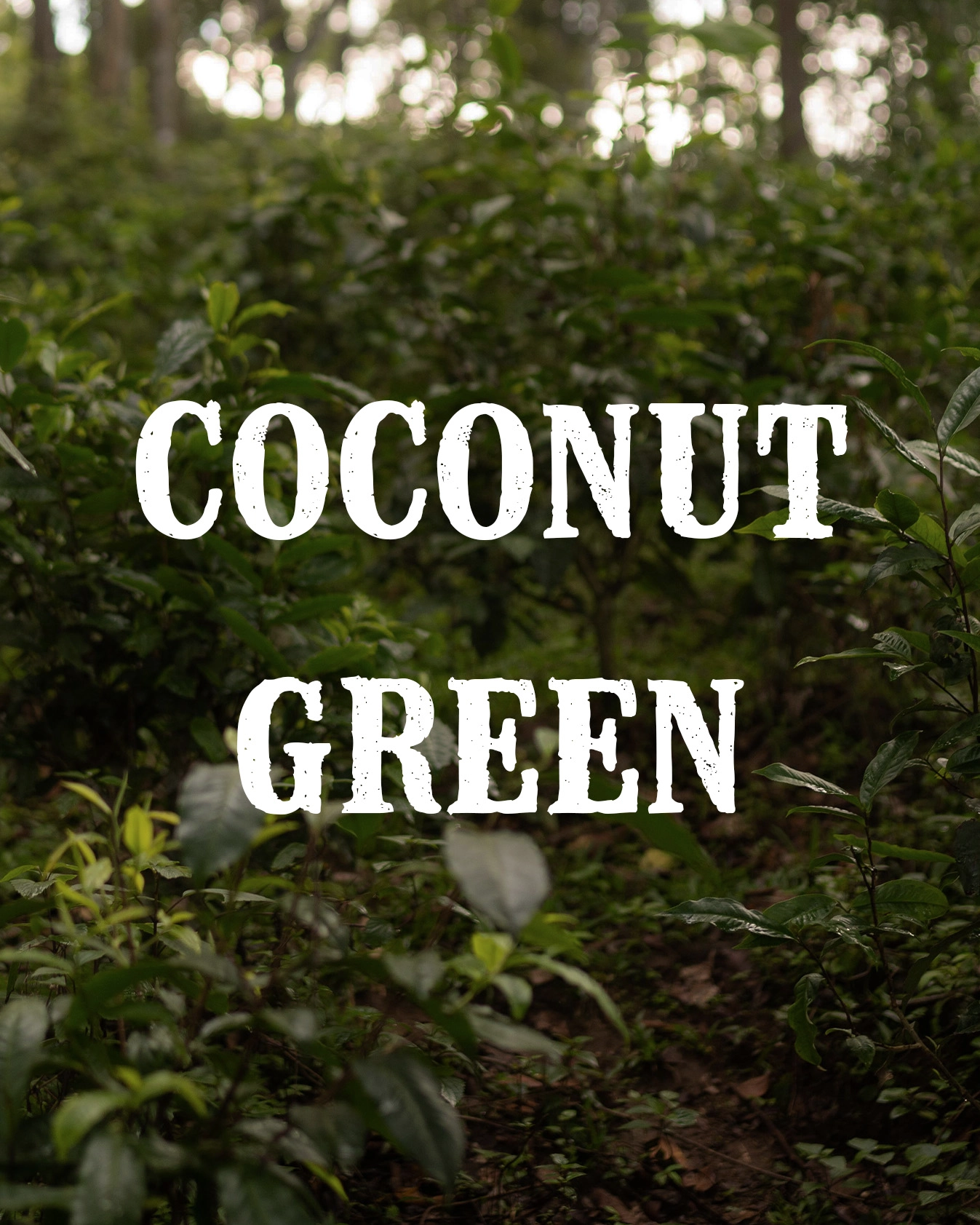 coconut green gallery 3