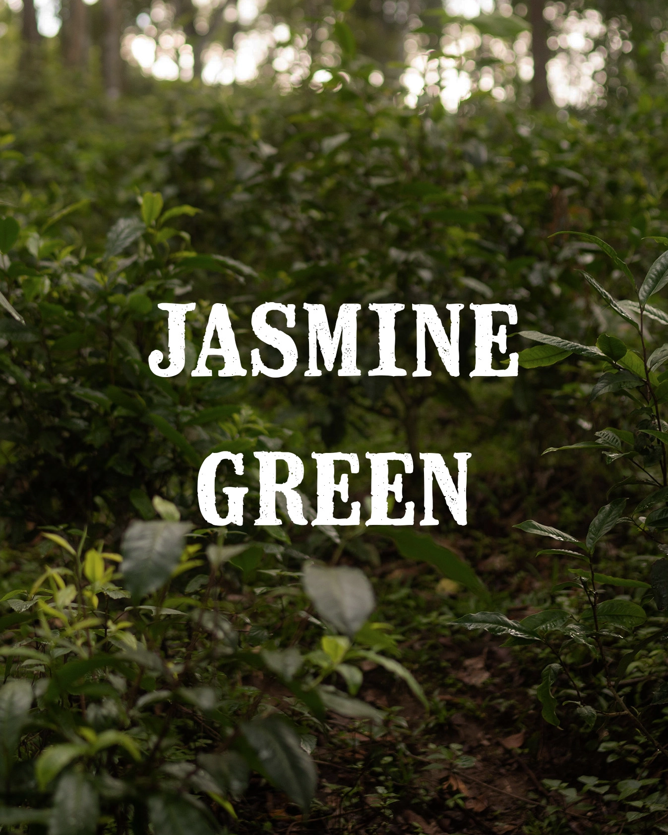 jasmine green gallery 3