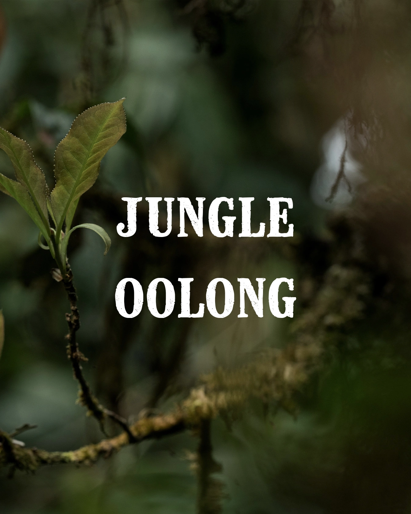 jungle oolong gallery 2