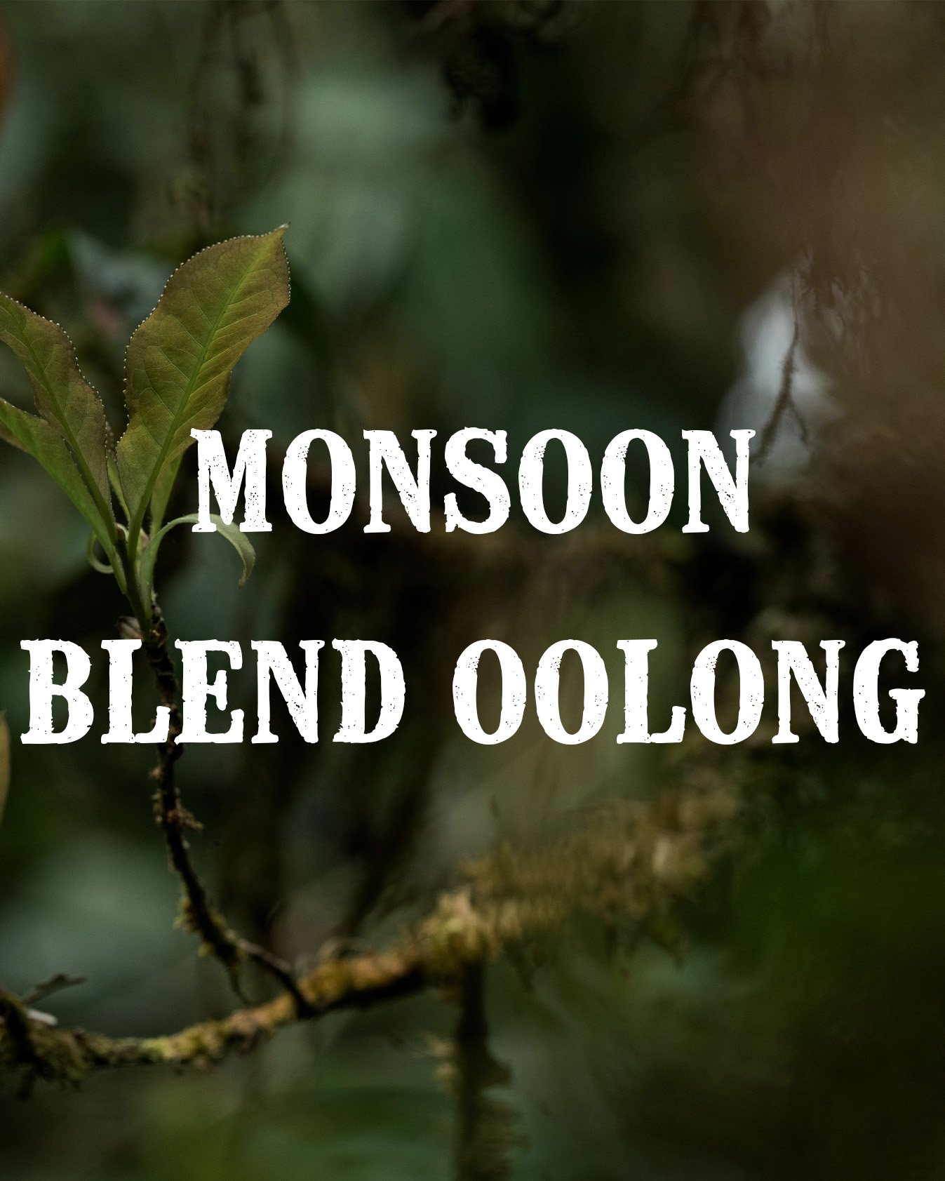 monsoon blend oolong gallery 2