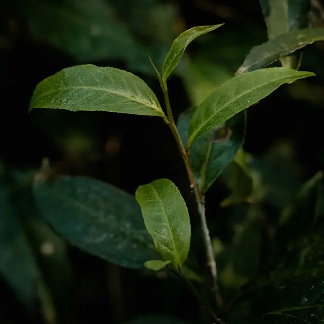 Black Tea
