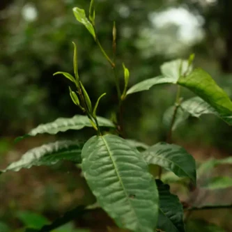Oolong Tea