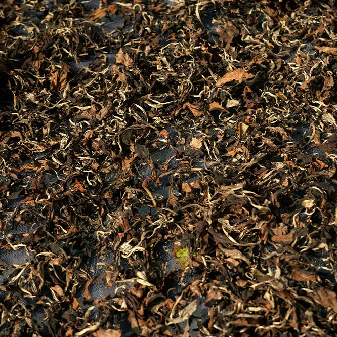 White Tea