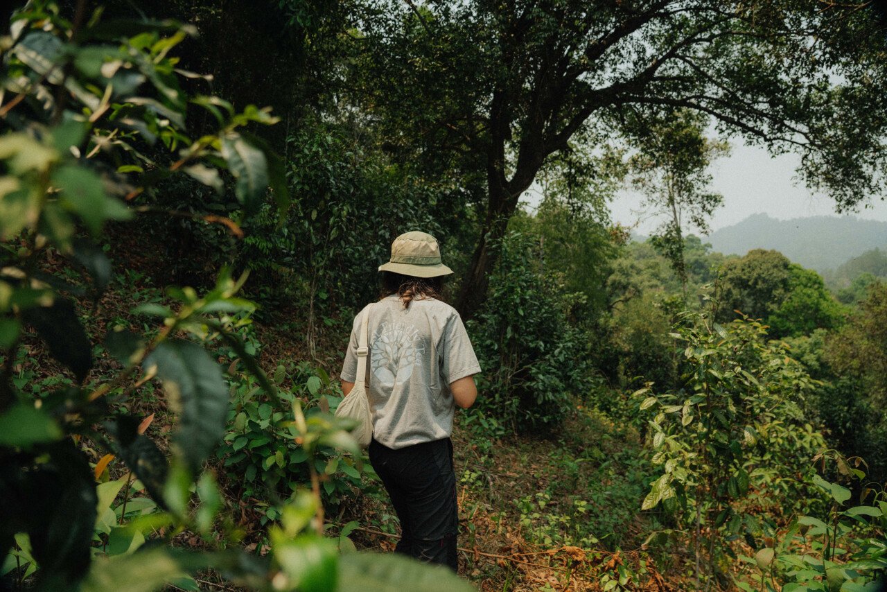 Interning with Monsoon Tea