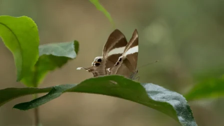 International Tea Day