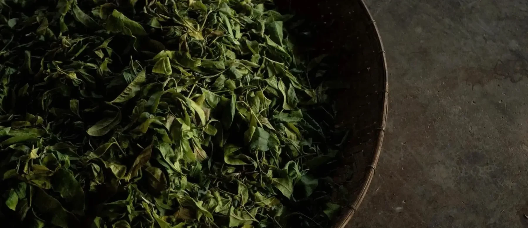 OUR TEAS