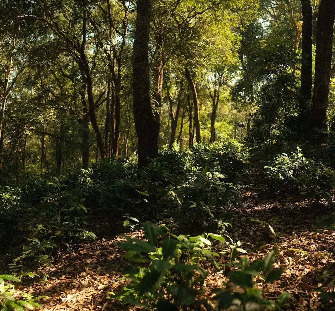 WILD AND FREE-GROWN TEAS