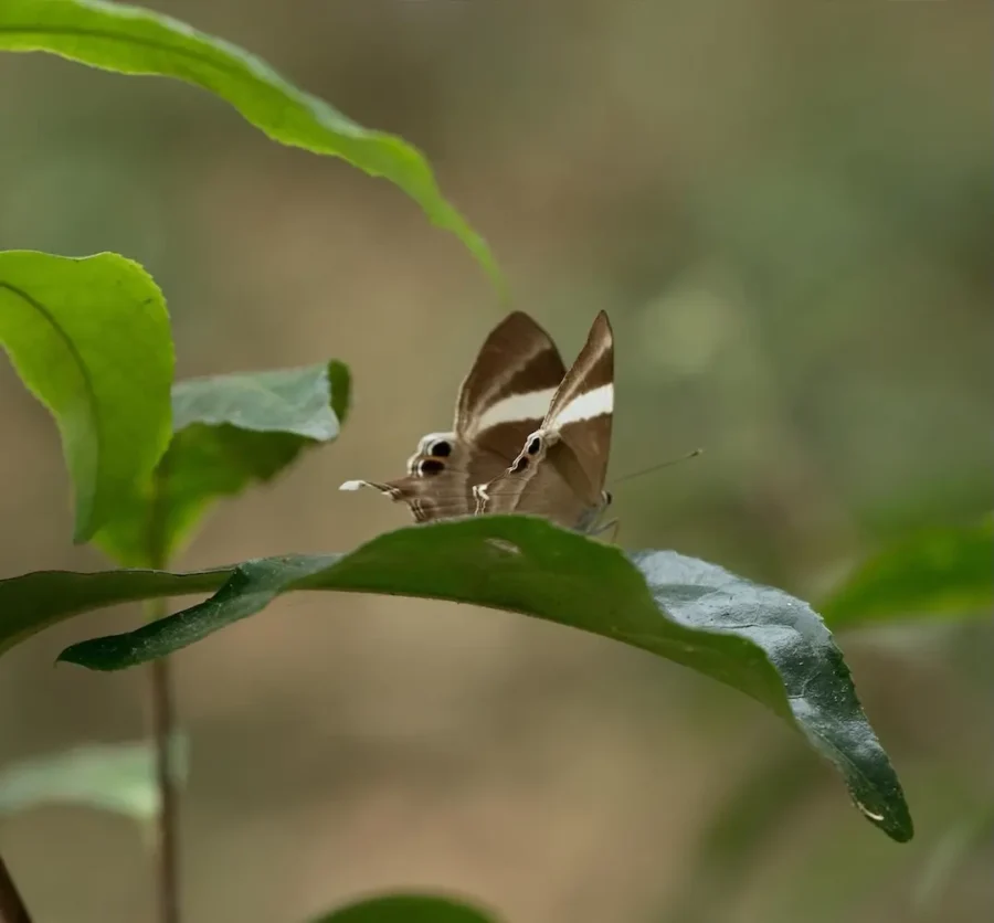 生物多様性の保護