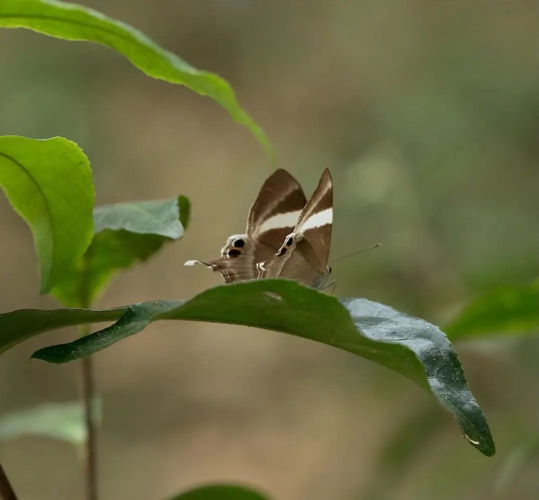BIODIVERSITY PRESERVATION