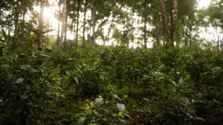 International Tea Day