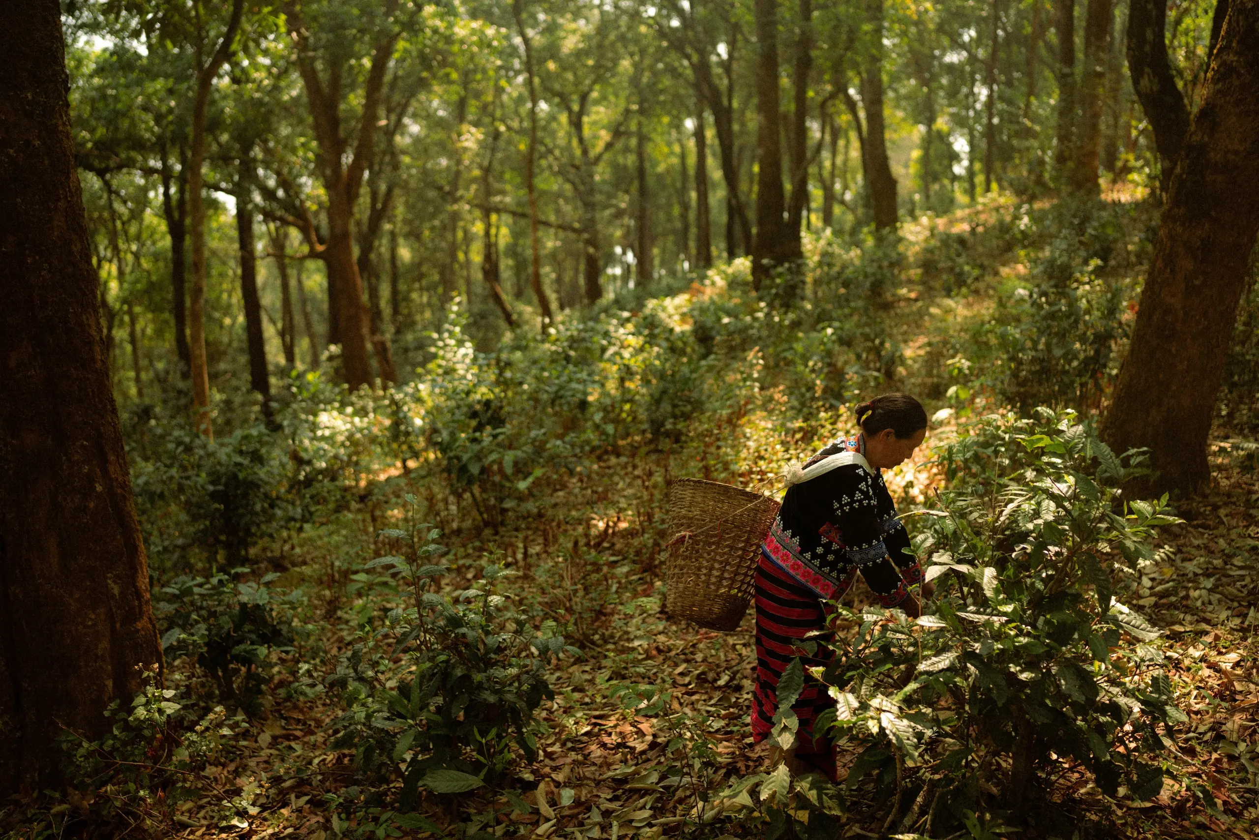 SUSTAINABLE TEA FROM THAILAND, GROWN IN HARMONY WITH NATURE