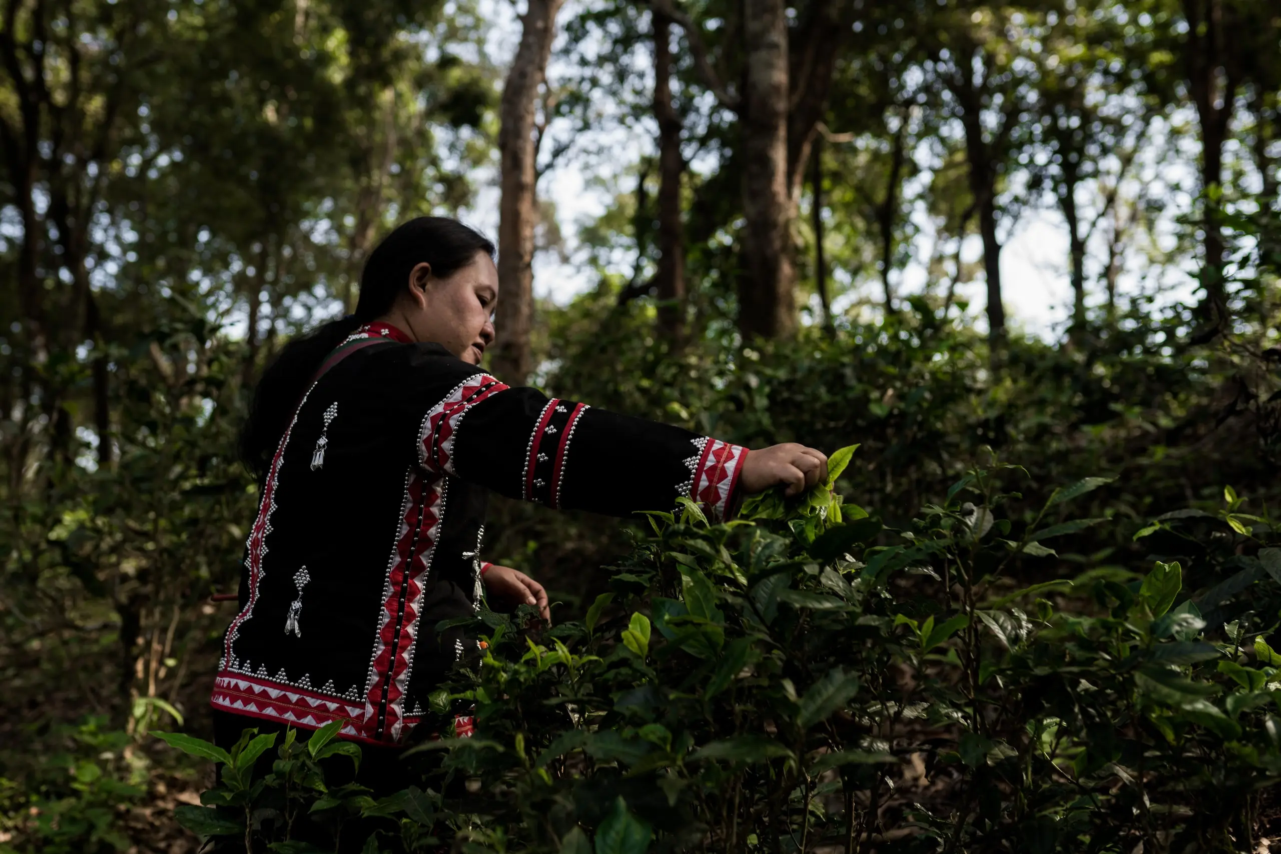 SUSTAINABLE TEA FROM THAILAND, GROWN IN HARMONY WITH NATURE